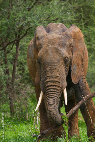 Elephant profil