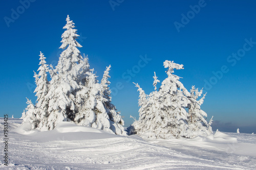 Trees with snow © tempisch