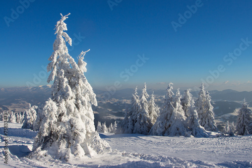 Tree in winter