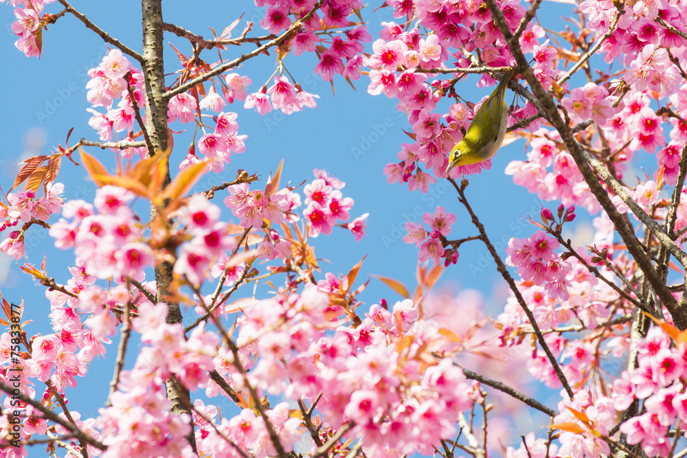 Sakura Flower or Cherry Blossom with Beautiful Background Sakura Flower or Cherry Blossom with Beautiful Background