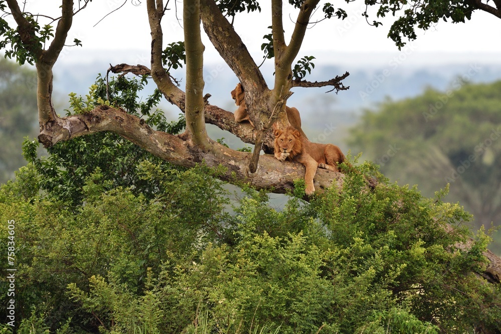 Fototapeta premium Tree Climbing Lions resting on a tree