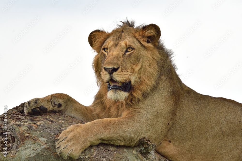 Naklejka premium Tree Climbing Lion