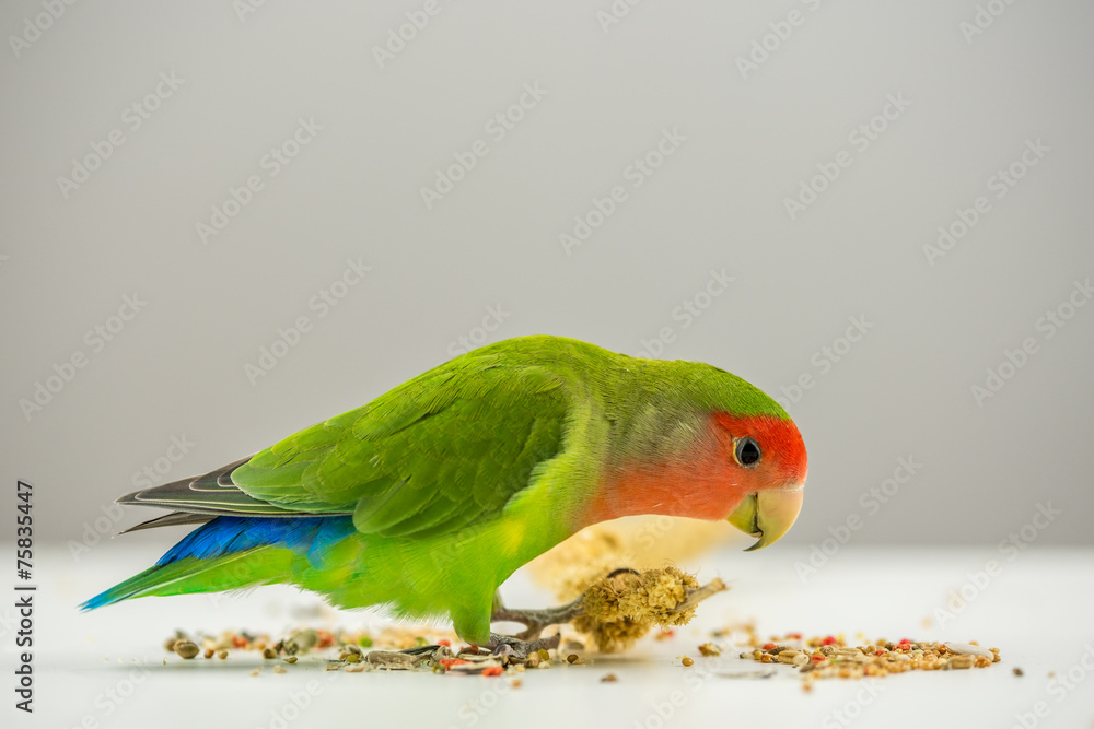 Fototapeta premium Rosy-faced lovebird eating scattered seeds