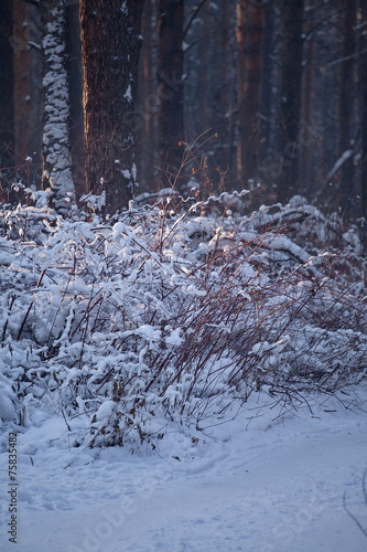 Winter landscape in the forest.