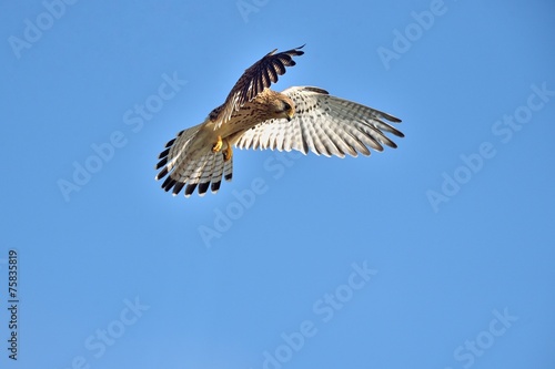 Εκτύπωση καμβά Common kestrel