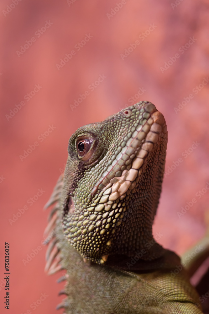 Portrait of a Lizard