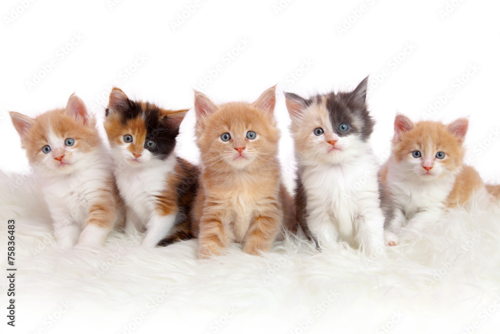 Kitten/Kätzchen - obrazy, fototapety, plakaty 