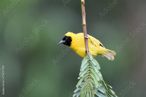 Black-headed weaver photo