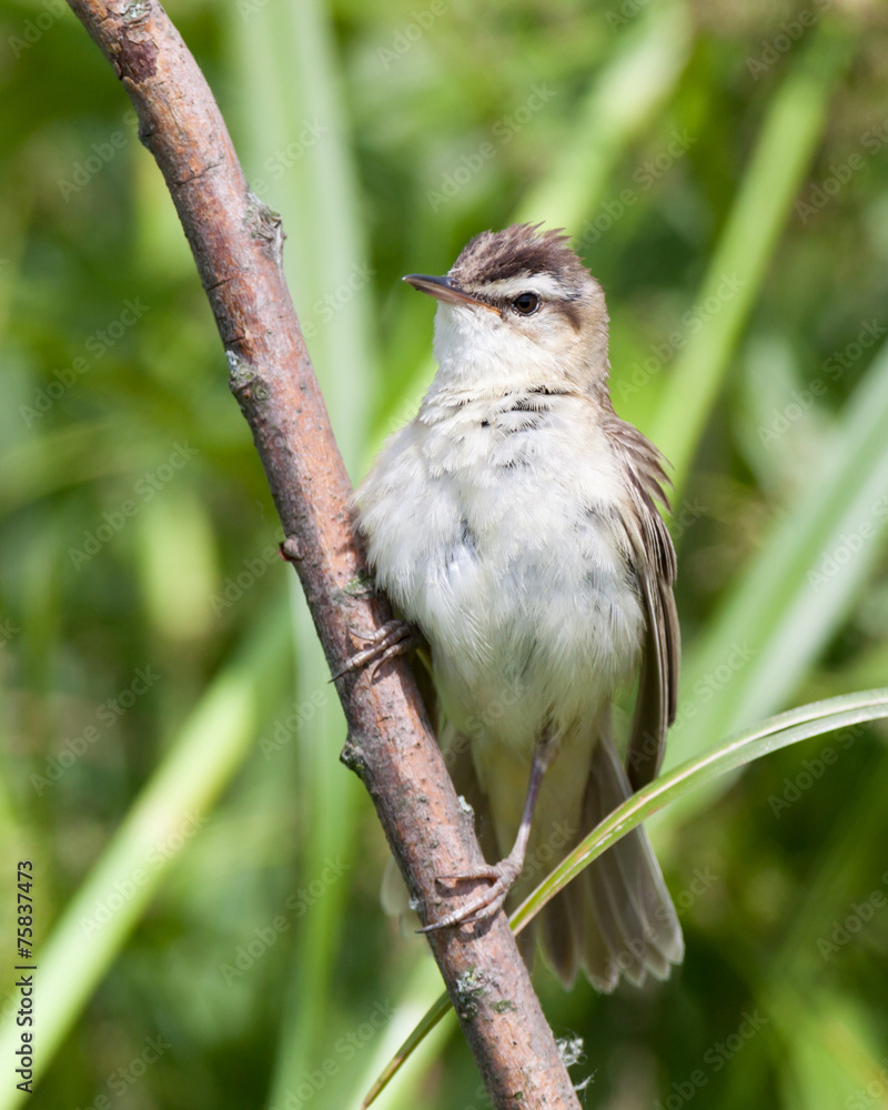 Fototapeta premium Turzyca zwyczajna (Acrocephalus schoenobaenus).