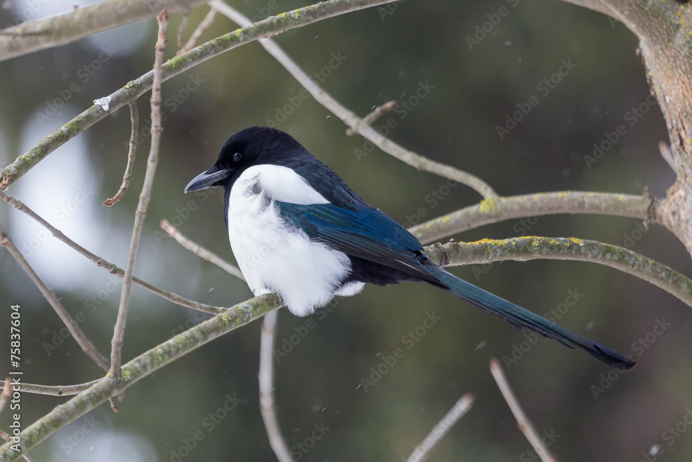 Obraz premium Magpie freezing during snow blizzard
