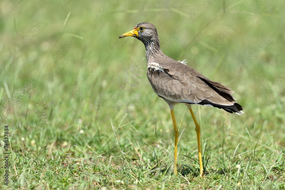 African wattled Lapwing African wattled Lapwing