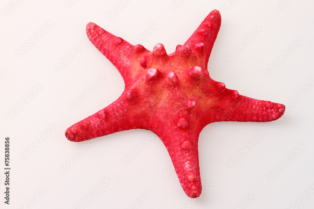 Starfish Starfish