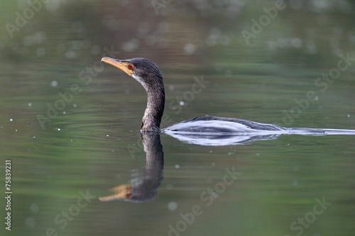 Long-tailed Cormorant swimming photo