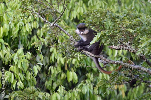 Red-tailed guenon photo