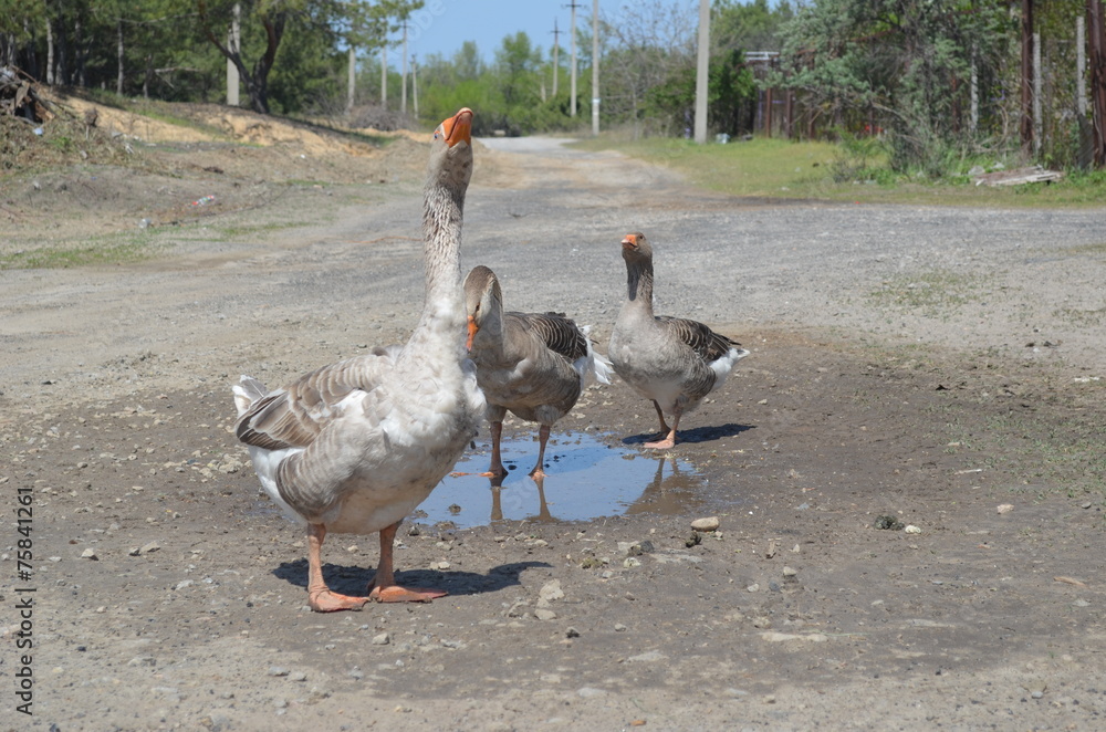 Fototapeta premium Grey domestic geese in the puddle on the road