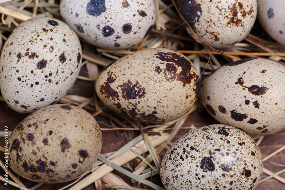 quail eggs quail eggs