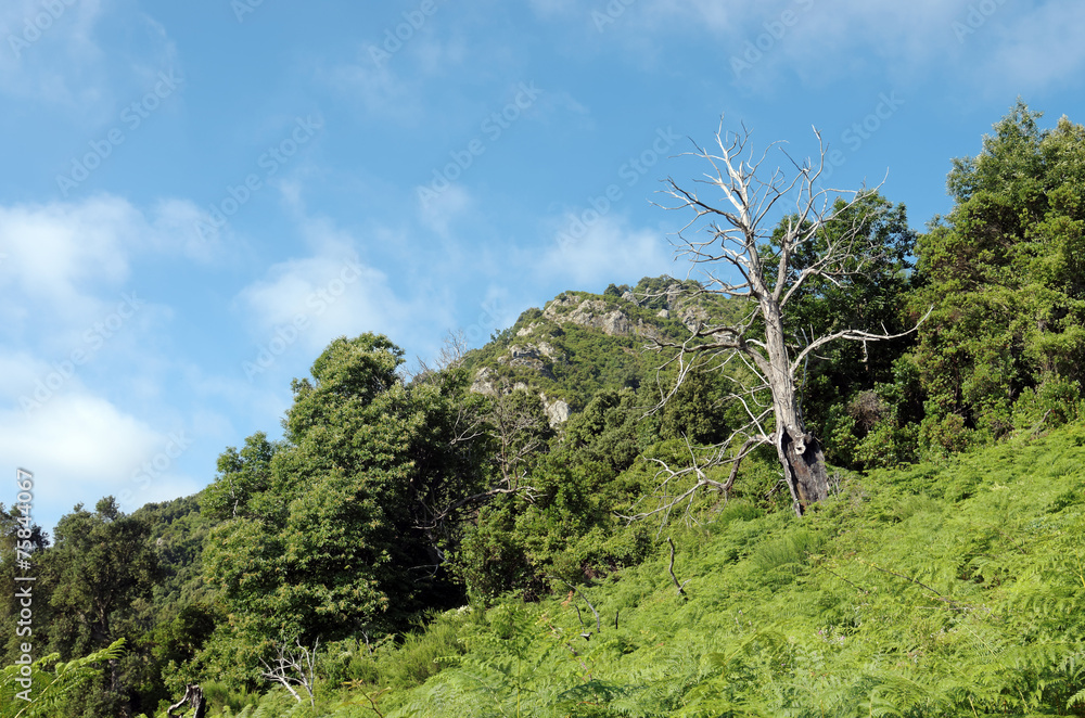 Fototapeta premium arbre mort en montagne Corse