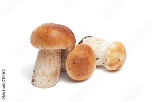 mushrooms isolated over white