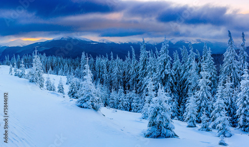 magical winter snow covered tree