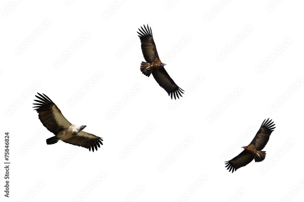 Fototapeta premium White-backed Vulture and Hooded Vulture in Flight