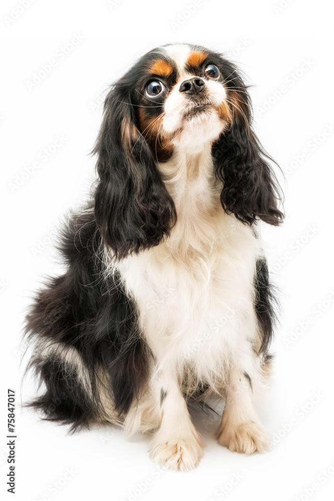 Cavalier king isolato su sfondo bianco Cavalier king isolato su sfondo bianco