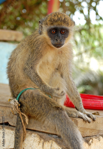 Monkey -- West African Pet © Inspirational Living