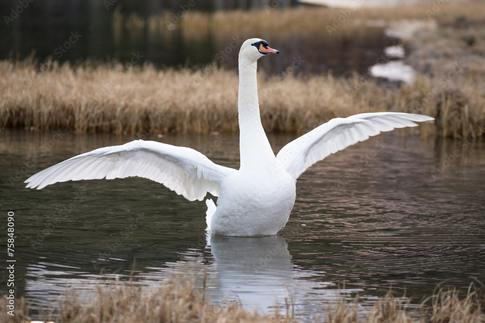 Fototapeta premium Cigno nel lago
