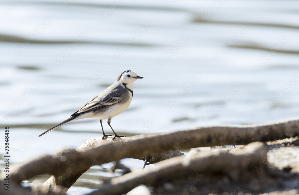 White Wagtail, Motacilla alba White Wagtail, Motacilla alba