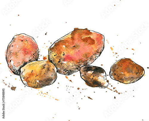 Hand drawn potatoes