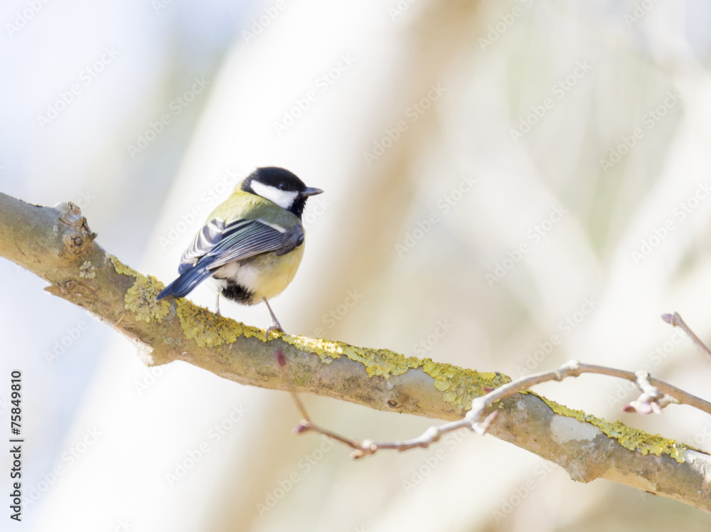 Fototapeta premium Parus major, saithe common