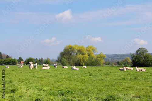 Normandy cows on pasture
