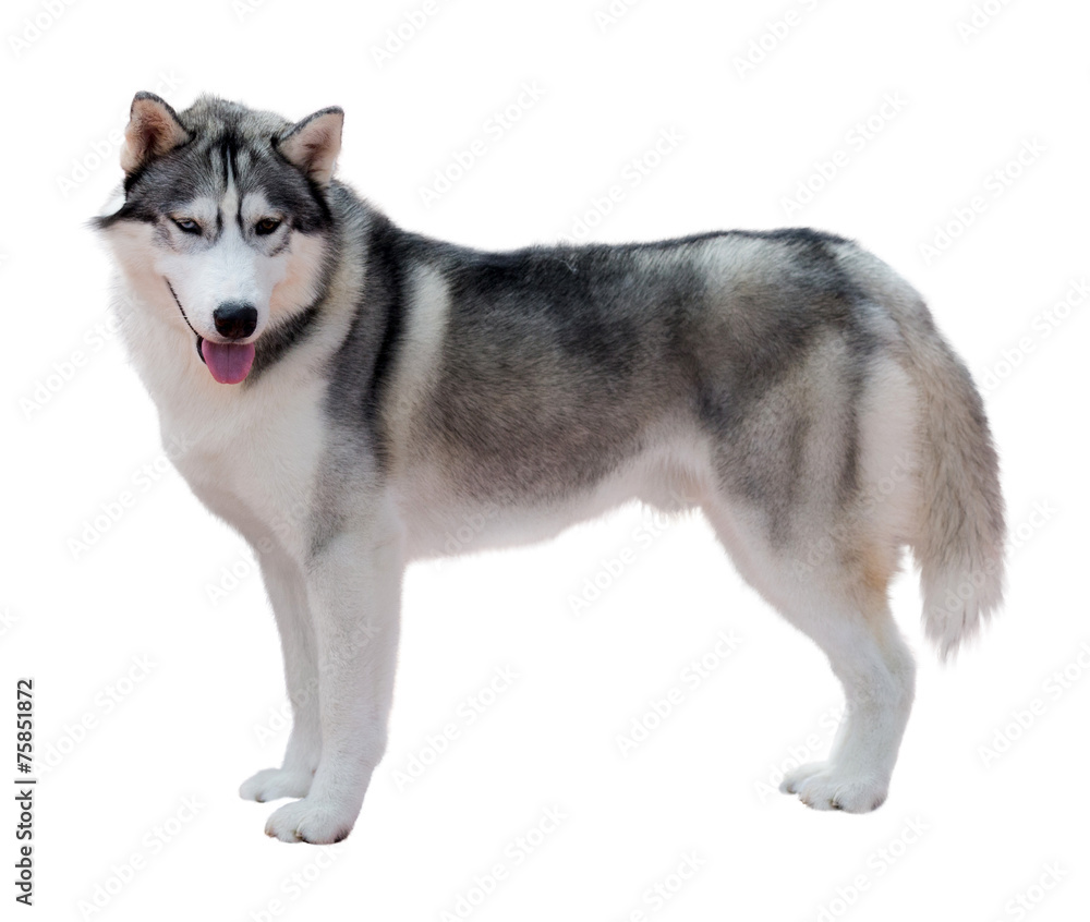 Obraz premium Standing Siberian Husky