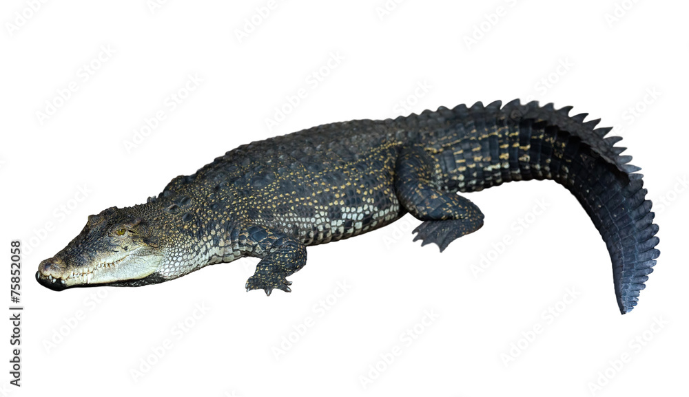 Fototapeta premium Saltwater crocodile (Crocodylus porosus)