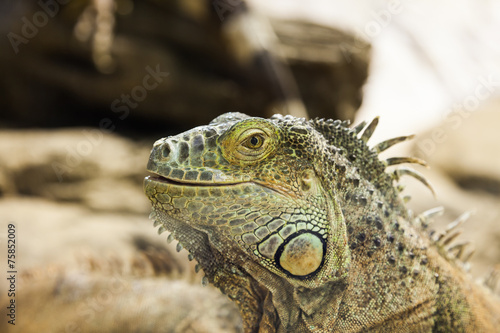 Green Iguana