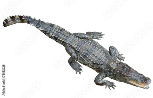 Siamese crocodile  over white background