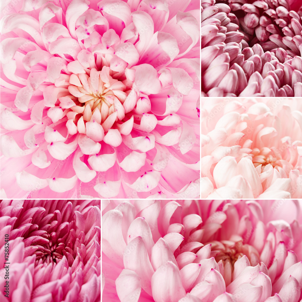 Obraz premium Chrysanthemum flowers