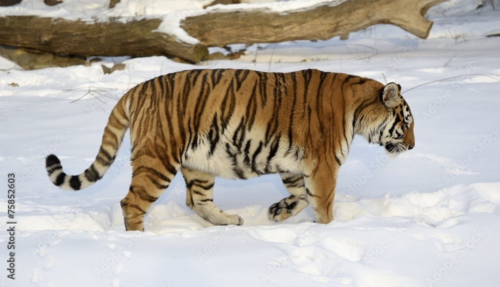 Obraz premium Siberian Tiger