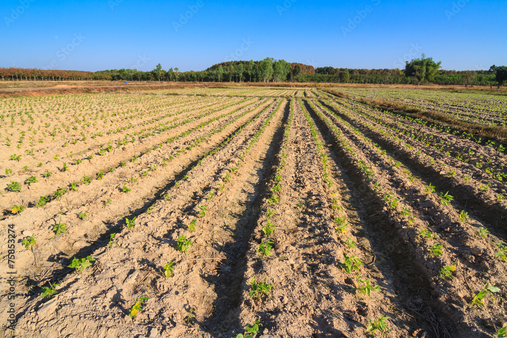 Young yardlong baen in farm Young yardlong baen in farm