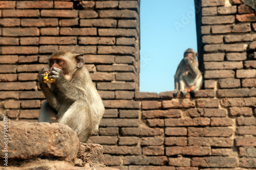 Monkey mother and her son on wall in the temole. photo