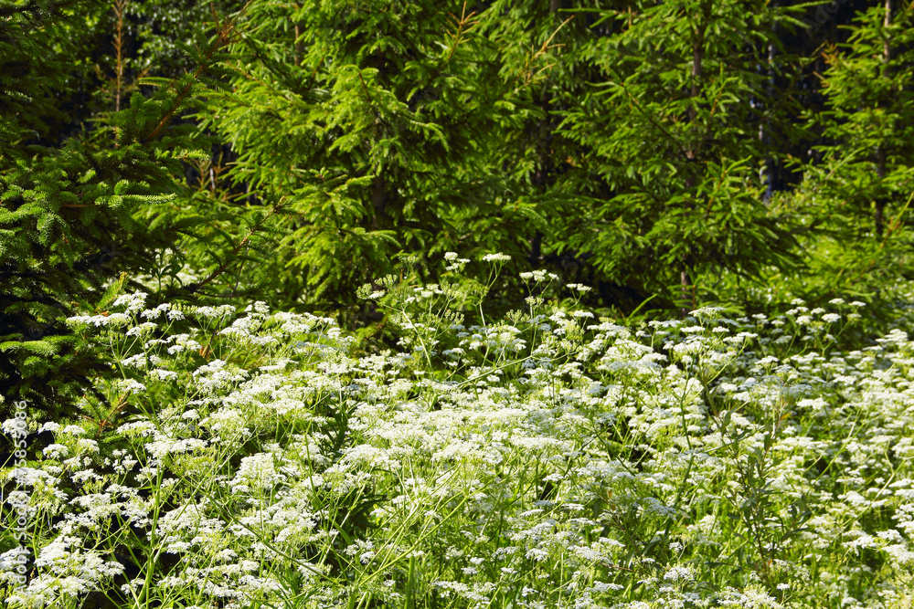 Obraz premium White flowers in forest