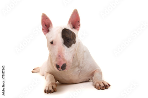 Bull terrier Fototapete