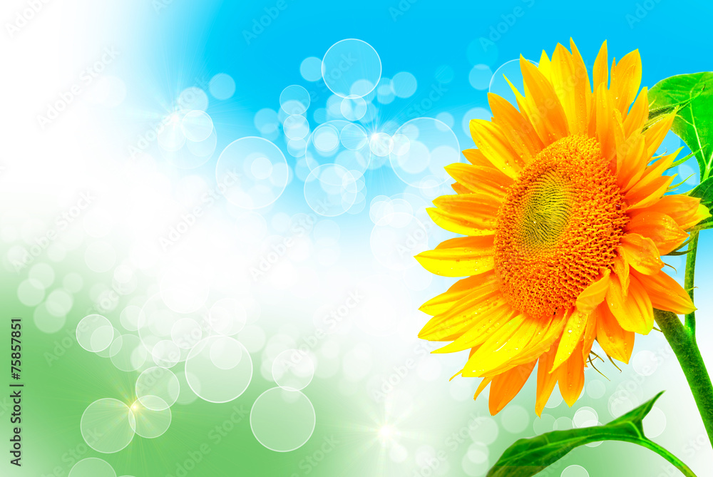 Obraz premium sunflower
