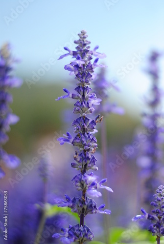 lavender flowers