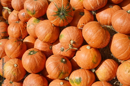 many pumpkin from farm background