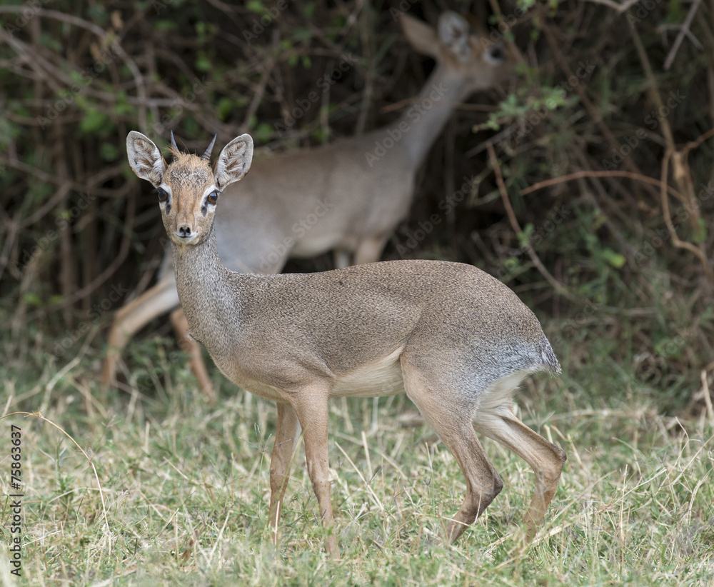 africa kenya Samburu game reserve a dik dik africa kenya Samburu game reserve a dik dik