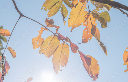 Autumn leaf
