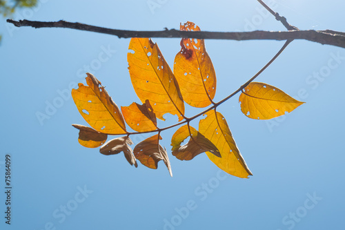 Autumn leaf