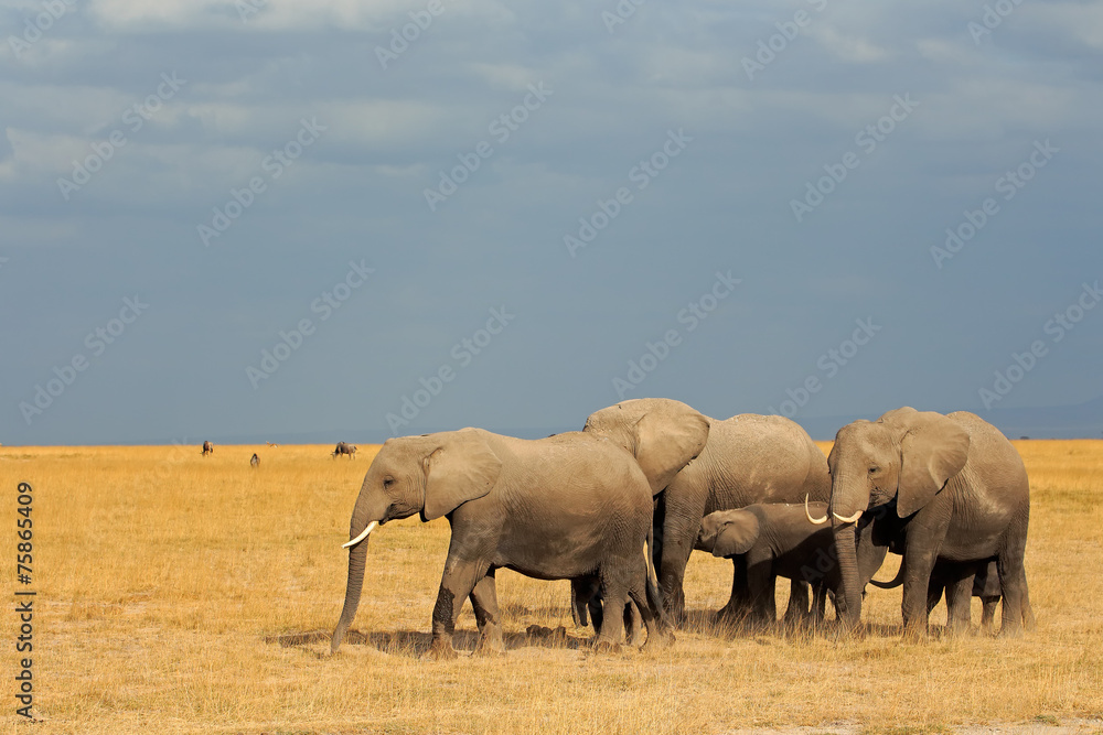 Obraz premium African elephants in grassland, Amboseli National Park