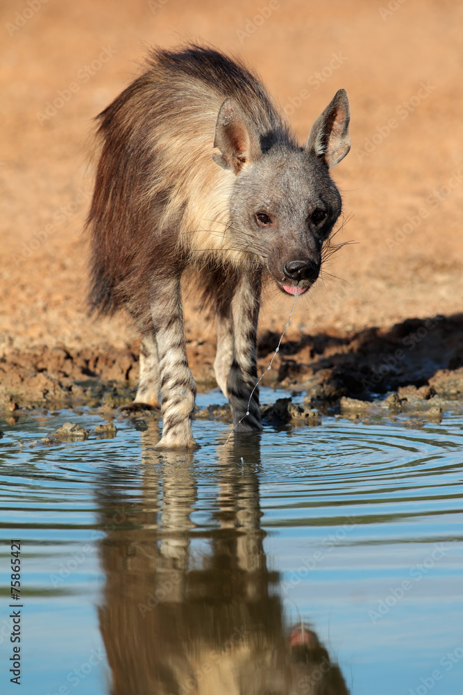 Brown hyena drinking water, Kalahari desert Brown hyena drinking water, Kalahari desert