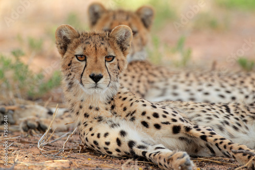 Alert cheetah, Kalahari desert